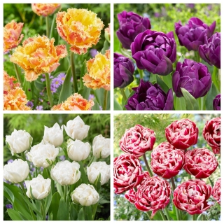 Wiosenny sen - zestaw 4 odmian tulipanów - 40 szt.