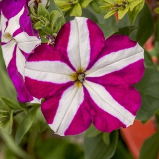 Petunia o kwiatach dwubarwnych Starlet F2 - purpurowa