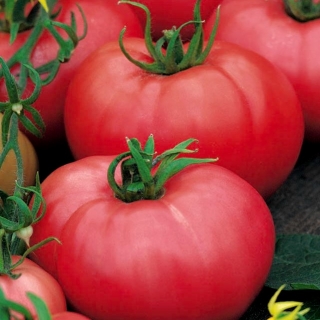 Pomidor Polorosa F1 - pod osłony