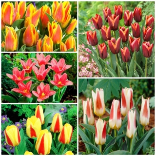 Tulipan niski - zestaw nietuzinkowych odmian - 50 szt.