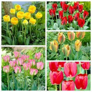 Tulipan zielonokwiatowy - zestaw nietuzinkowych odmian - 50 szt.