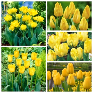 Zestaw tulipanów w kolorze żółtym - 50 szt.
