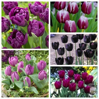 Zestaw tulipanów w odcieniach fioletu - 50 szt.