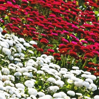 Stokrotka pomponette biała + czerwona- zestaw 2 odmian nasion kwiatów