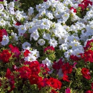 Petunia wielkokwiatowa - czerwona i biała - zestaw 2 odmian nasion kwiatów
