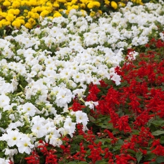 Szałwia błyszcząca, petunia wielkokwiatowa i aksamitka - zestaw 3 gatunków nasion kwiatów