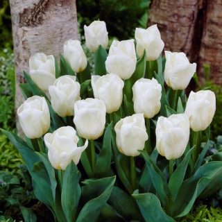 Tulipan niski biały - Greigii white - 5 szt.
