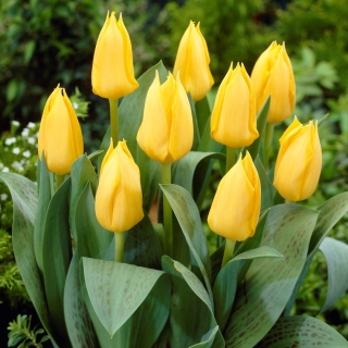 Tulipan niski żółty - Greigii yellow - 5 szt.