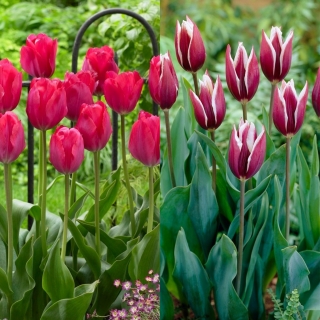Hasta La Vista - zestaw 2 odmian tulipanów - 40 szt.