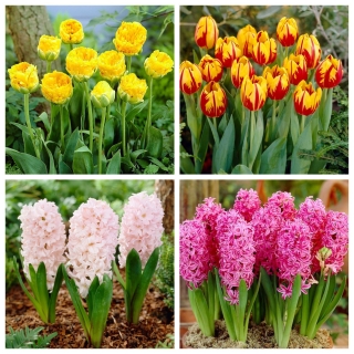 Ogrodowa sceneria - zestaw tulipanów i hiacyntów - 32 szt.
