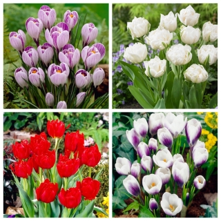 Primavera - zestaw tulipanów i krokusów - 60 szt.