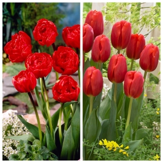 Red wine - zestaw 2 odmian tulipanów - 60 szt.