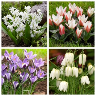 Spring Symphony - zestaw 4 gatunków roślin - 60 szt.
