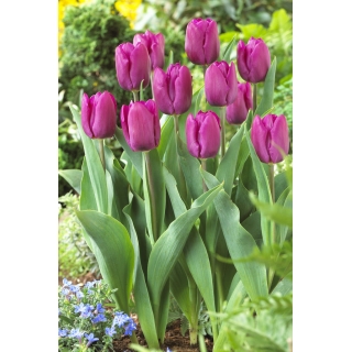 Tulipan purpurowy - Purple - duża paczka! - 50 szt.