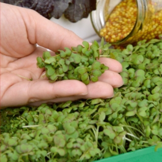 Microgreens - Gorczyca sarepska - młode listki o unikalnym smaku