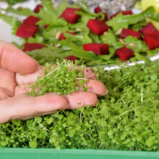 Microgreens - Rukiew wodna - młode listki o unikalnym smaku