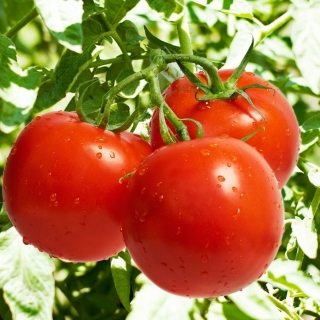 Pomidor Samuraj - gruntowy