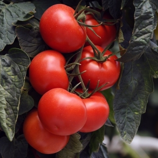 Pomidor Jowisz - pod osłony, nasiona odmian profesjonalnych dla każdego
