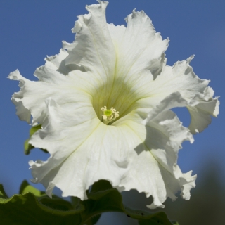 Petunia o kwiatach strzępiastych - biała