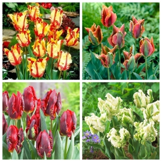 Coccodrillo - zestaw 4 odmian tulipanów - 40 szt.