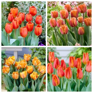 Orange Lake - zestaw 4 odmian tulipanów - 40 szt.