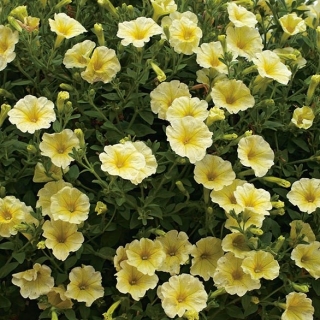Petunia ogrodowa - Kaskada żółta