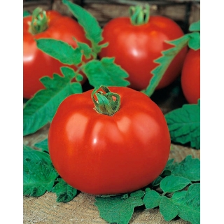 Pomidor Poranek - możliwy wysiew wprost do gruntu