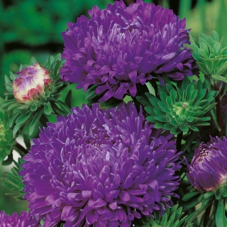 Aster peoniowy - fioletowy