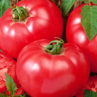 Pomidor Faworyt - gruntowy malinowy - owoce do 0,5 kg!