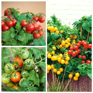 Pomidor balkonowy - zestaw 3 odmian nasion warzyw