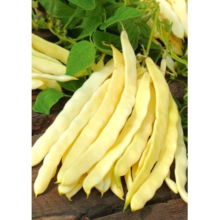 Fasola Gazela - szparagowa, żółta