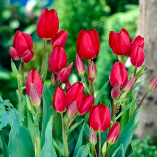 Tulipan Red Georgette - opak. 5 szt.