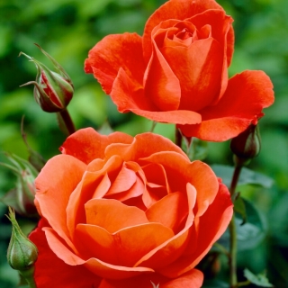 Róża wielkokwiatowa pomarańczowa - sadzonka