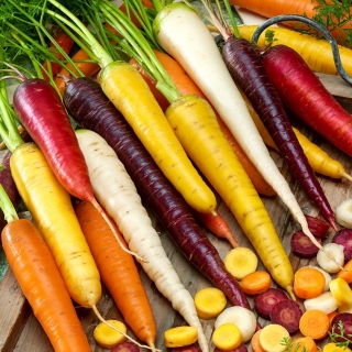 Marchew kolorowa  - mieszanka odmian marchwi w różnych kolorach