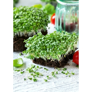Microgreens - Bazylia właściwa zielona - młode listki o unikalnym smaku