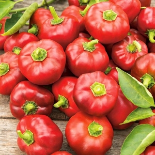 Papryka Topgirl - słodka pomidorowa