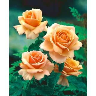 Róża wielkokwiatowa herbaciana - sadzonka