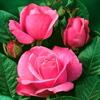 Róża wielkokwiatowa różowa - sadzonka