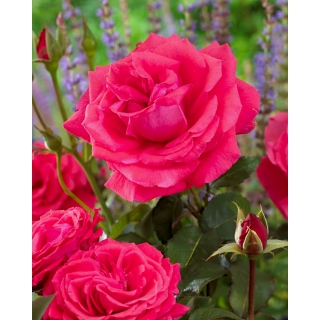 Róża wielkokwiatowa ciemnoróżowa - sadzonka