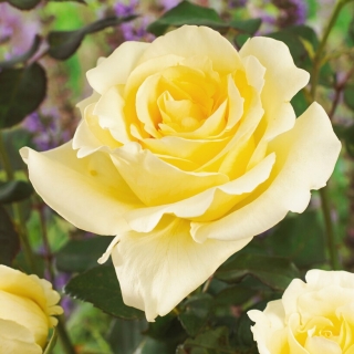 Róża wielkokwiatowa kremowa - sadzonka