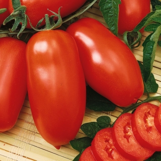 Pomidor Zyska