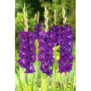 Mieczyk Purple Flora - 5 szt.
