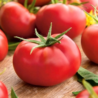 Pomidor Hubal - gruntowy, doskonały na przetwory