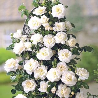 Róża pnąca biała - sadzonka
