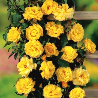 Róża pnąca żółta - sadzonka