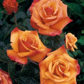 Róża rabatowa żółto-pomarańczowa - sadzonka