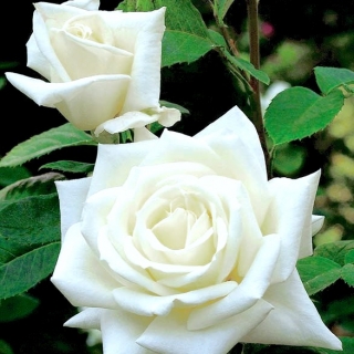 Róża wielkokwiatowa biała - sadzonka