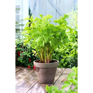 Mini ogród - Seler listkowy - do uprawy na balkonach i tarasach