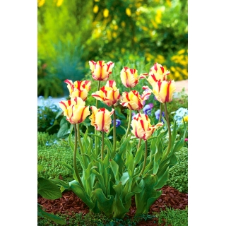 Tulipan Flaming Parrot - opak. 5 szt.