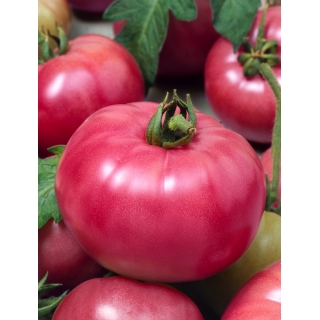Pomidor Malinowy Ożarowski - odmiana dla każdego - NASIONA OTOCZKOWANE